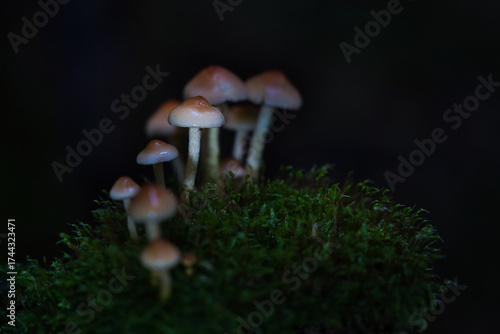 A magical cluster of forest mushrooms glows atop a mossy stump, evoking fairytales, mystery, and nature’s quiet power. Perfect for fantasy, ecology, and enchanted woodland themes.