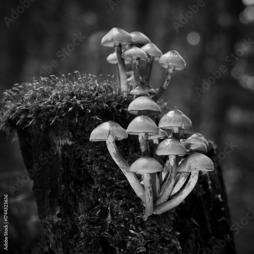 A magical cluster of forest mushrooms glows atop a mossy stump, evoking fairytales, mystery, and nature’s quiet power. Perfect for fantasy, ecology, and enchanted woodland themes.