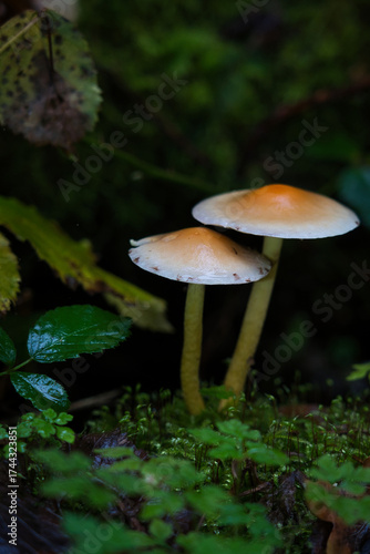 A magical cluster of forest mushrooms glows atop a mossy stump, evoking fairytales, mystery, and nature’s quiet power. Perfect for fantasy, ecology, and enchanted woodland themes.