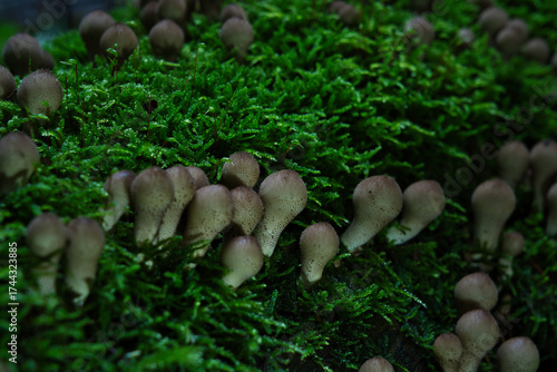 A magical cluster of forest mushrooms glows atop a mossy stump, evoking fairytales, mystery, and nature’s quiet power. Perfect for fantasy, ecology, and enchanted woodland themes.