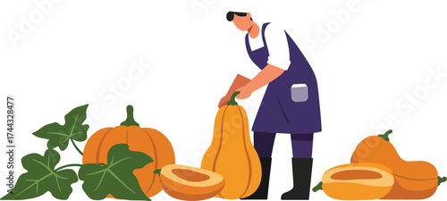Farmer harvesting fresh pumpkins with green leaves in autumn season vector illustration 