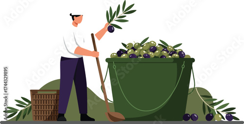 Olive harvester picking ripe olives with bucket and basket in vector illustration 