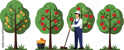 Fruit orchard harvest with worker picking apples and oranges from trees in green landscape vector illustration 