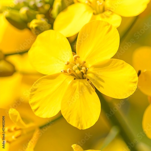 Close-up of vibrant yellow canola flowers