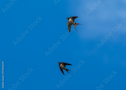 Two barn swallow birds flying in parallel against the blue sky