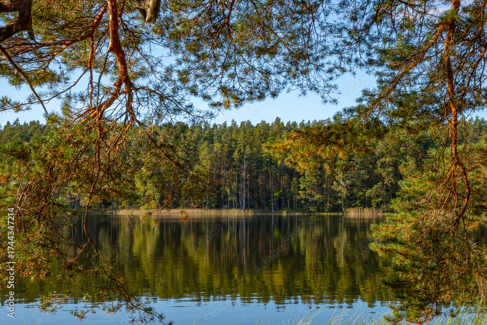 Fototapeta premium Calm forest lake surrounded by pine trees, reflected in still water on a clear sunny day, framed by tree branches.