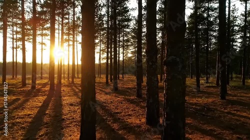 Sunlit Forest - A Serene Walk Through Natures Embrace.