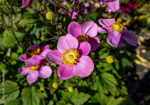 Pink Anemone Flower