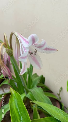 Close-up video of a blooming Crinum lily with water droplets, showcasing the beauty and freshness of nature. ideal for nature backgrounds or meditative visuals.