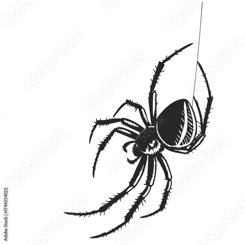 spider on a white background