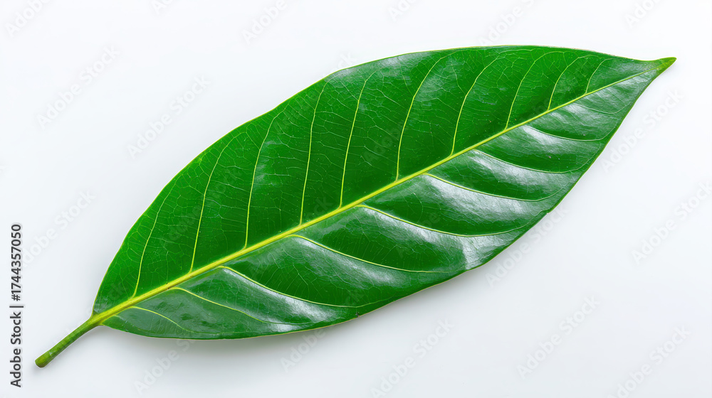 Fototapeta premium Shiny green leaf botanical leaf single leaf isolated leaf tropical leaf glossy leaf