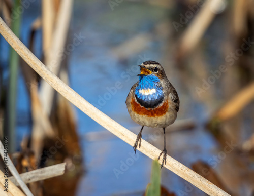 A brightly colored bird, a male bluethroat, sings on a spring day near a pond