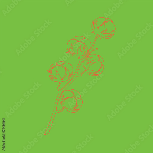 Delicate cotton plant branch with multiple fluffy seed heads on a vibrant green