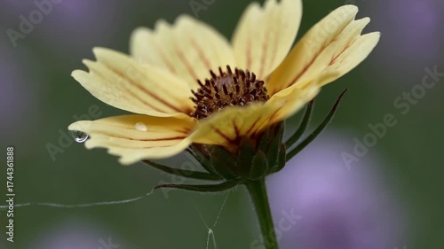 Coreopsis flower glistening with dew in early morning light surrounded by soft dawn haze