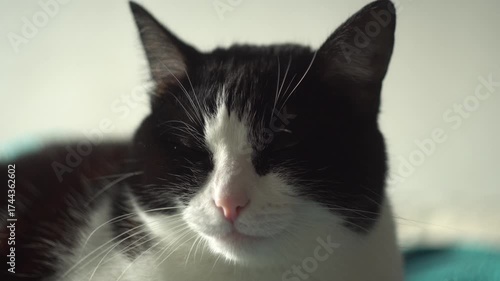 Cat lying on the bed