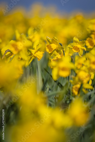 An abundance of daffodils blooming in the spring sunshine, with selective focus