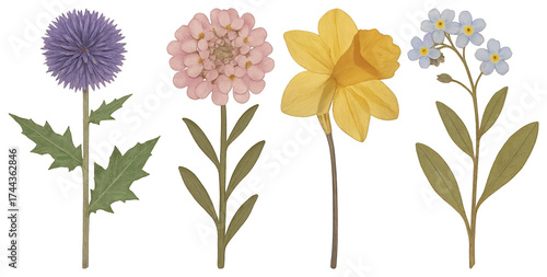 Wallpaper Mural PNG Illustrated delicate flowers variety, element set on transparent background Torontodigital.ca