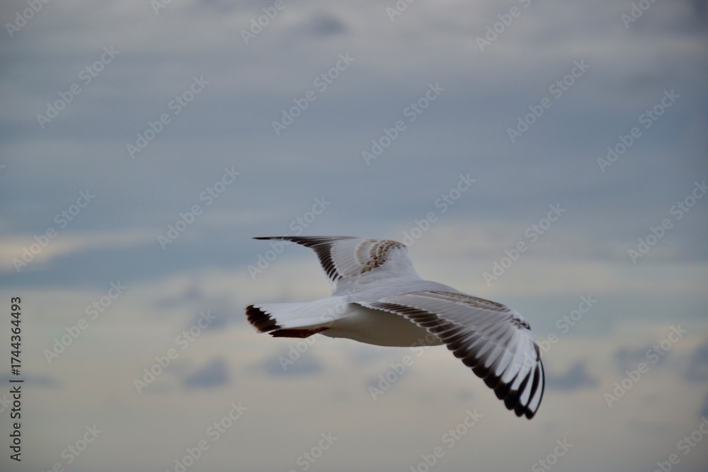 Fototapeta premium seagull in flight