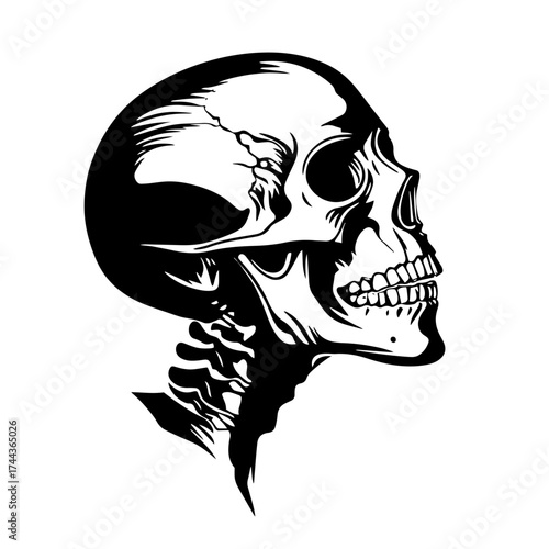 Human skull side view silhouette — anatomical cranium profile vector illustration