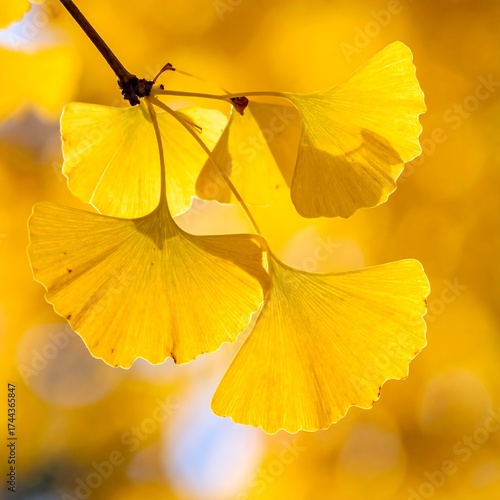 Bright yellow ginkgo leaves in autumn sunlight