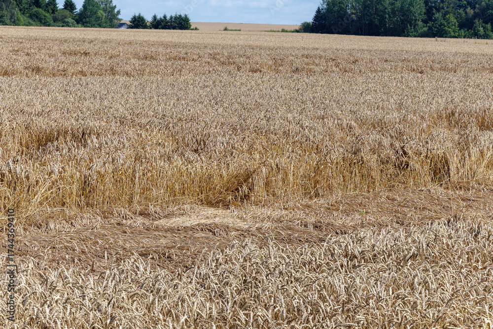 Fototapeta premium Flattened wheat field after summer rain and wind