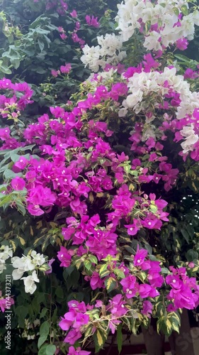 Close-up video of vibrant pink and white bougainvillea flowers in full bloom, gently swaying in natural daylight. Ideal for use in travel videos, environmental projects, and botanical visuals.