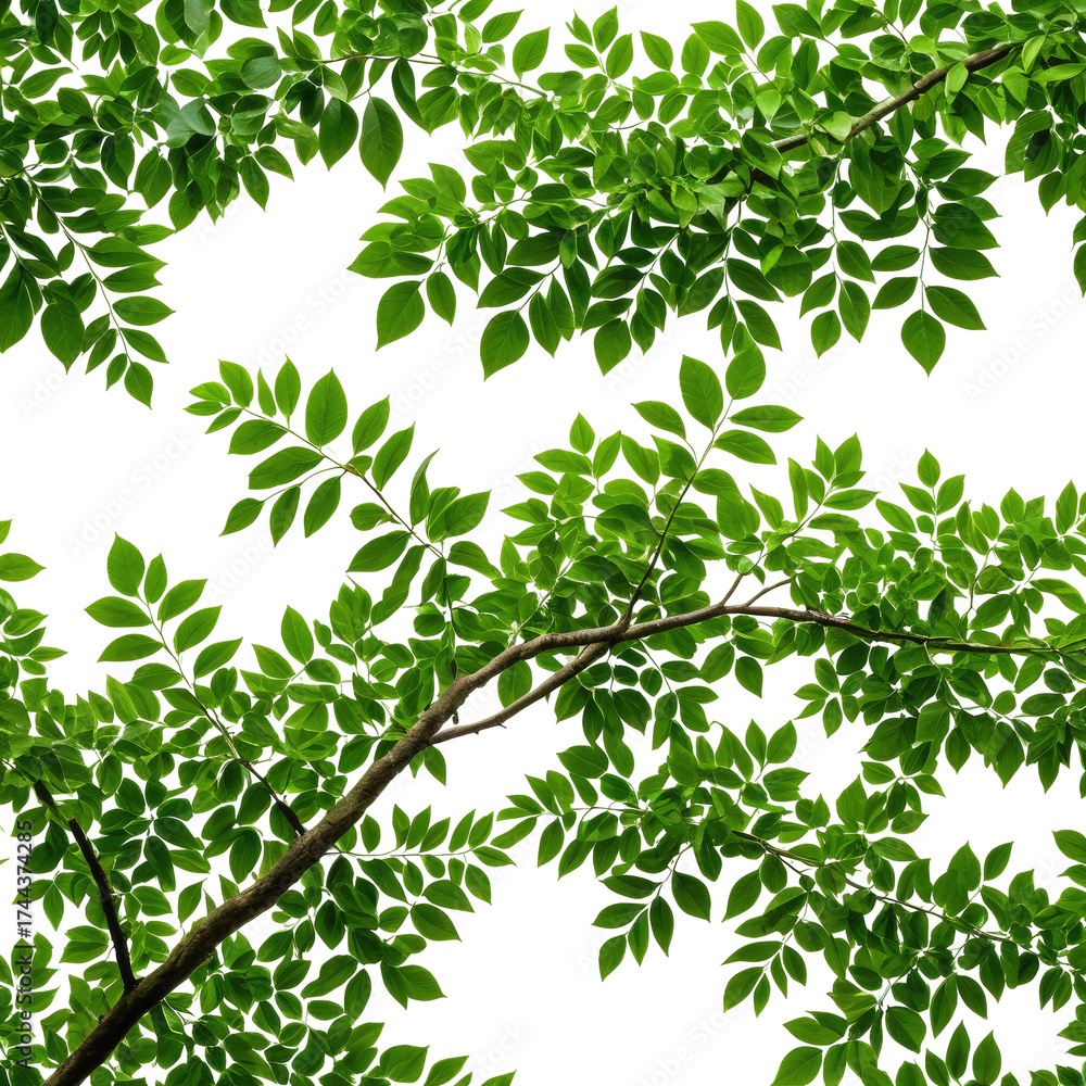 Obraz premium Overhead view of vibrant green leaves with branches against black background