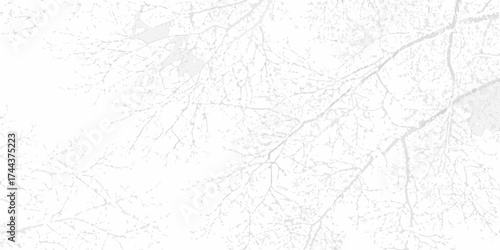 Delicate winter tree branches silhouetted against a bright white sky