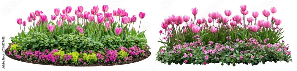 Fototapeta premium PNG Vibrant pink tulip garden scene, element set on transparent background
