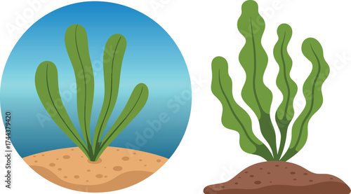 Vector art of seaweed vector illustration, green algae growing on sand, sea plant