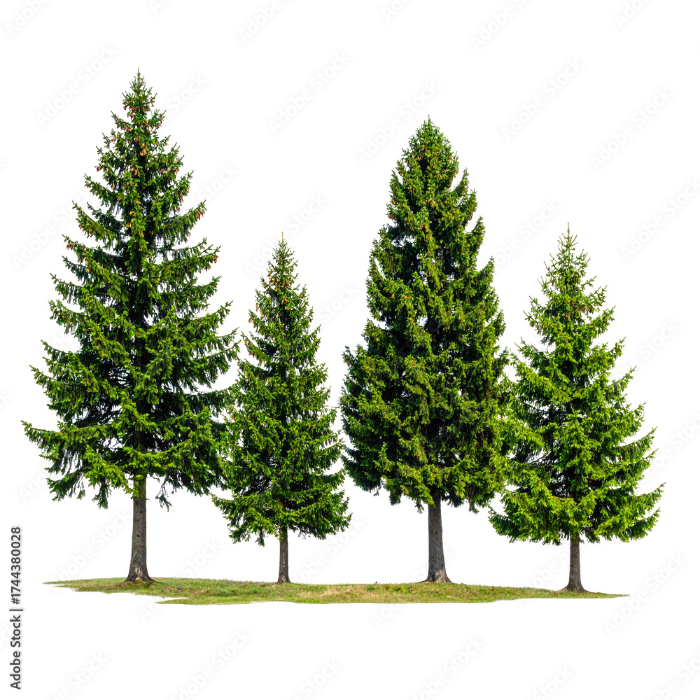 Fototapeta premium Four tall, vibrant green evergreen trees on a patch of grass, isolated on black