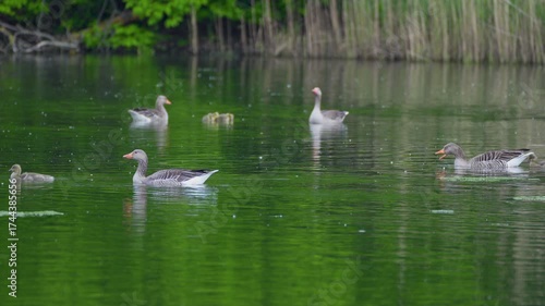 wild geese with goslings on a pond