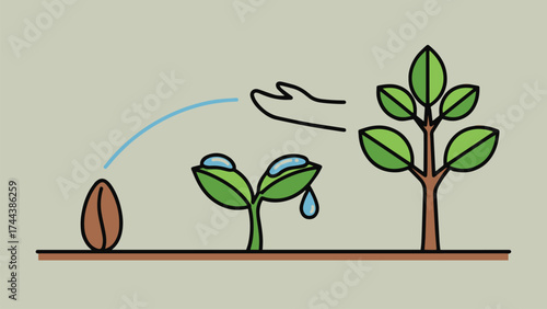 Plant life cycle stages from seed to mature tree with watering illustration