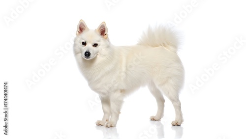 Wallpaper Mural Purebred Dog on White Background, 16:9 and 9:16 Format Torontodigital.ca