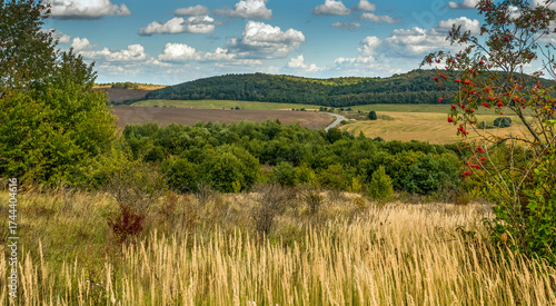 Panorama of rowan branches and dry grass, pine trees, fields and forests at h...