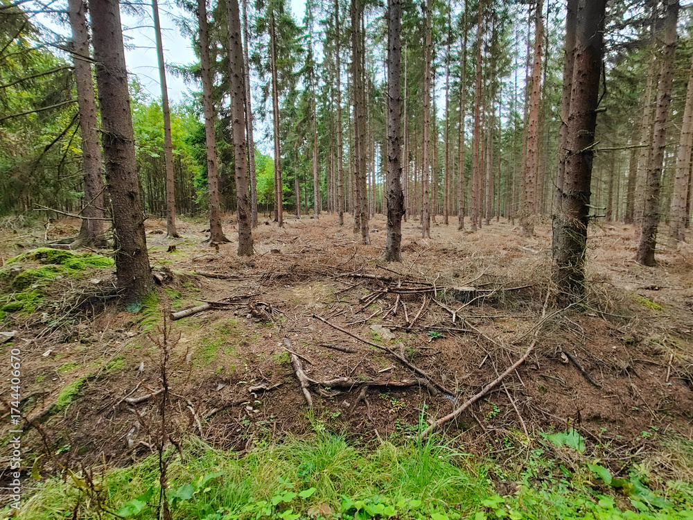 Obraz premium A forest filled with lots of trees and grass