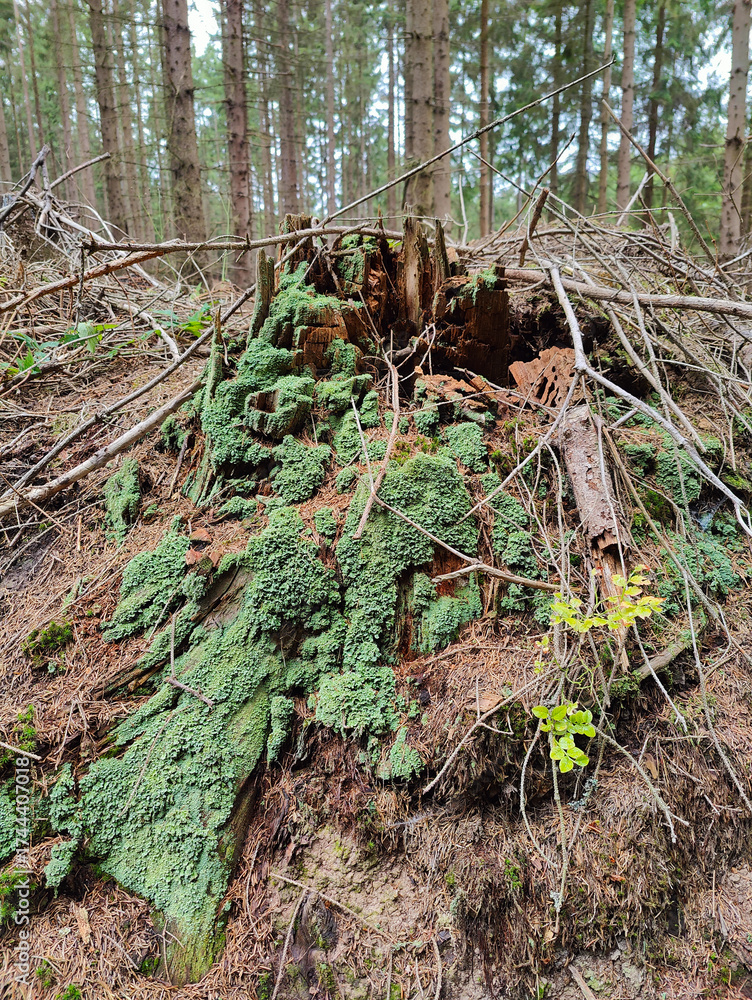 Fototapeta premium A tree stump covered in green moss in the woods