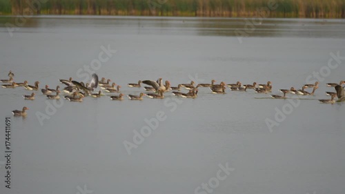 a flock of young wild geese on a lake