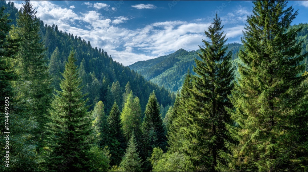 Obraz premium A lush green forest with a blue sky in the background. The trees are tall and full of leaves, creating a peaceful and serene atmosphere