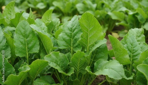 Wallpaper Mural Closeup medium shot of diseaseresistant sugar beet leaves highlighting healthy foliage free from common pests and fungal infections. Torontodigital.ca