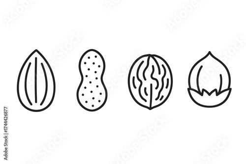 Outline drawings of almond, peanut, walnut, hazelnut on white background