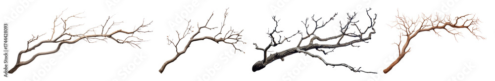 Fototapeta premium PNG Realistic detailed tree branches, element set on transparent background