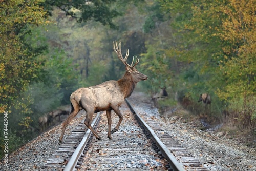 Young Elk Bull Crossing the Railroad Tracks during the autumn rut 