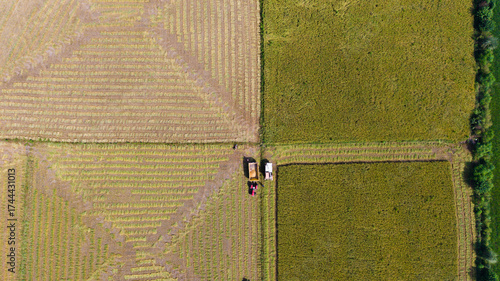 Aerial View Of Rice Fields Harvesting - Punjab, Pakistan