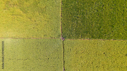 Fotografie Overhead view of green rice plots divided by a narrow field boundary