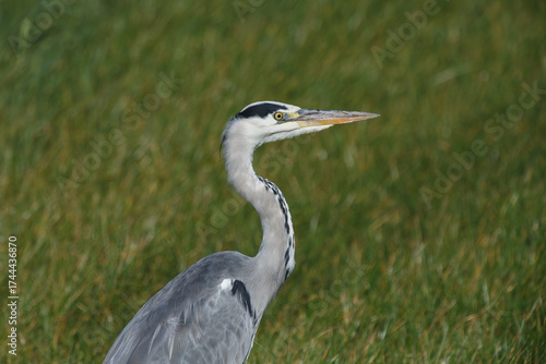 a beautiful blue heron looking for food in its natural habitat in the grassland