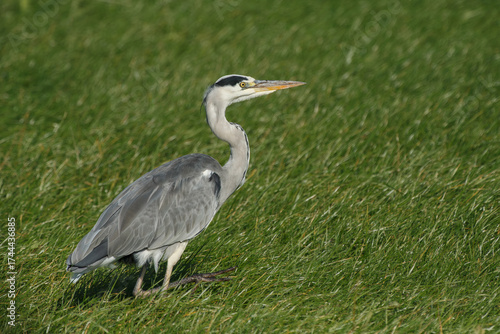 a beautiful blue heron looking for food in its natural habitat in the grassland