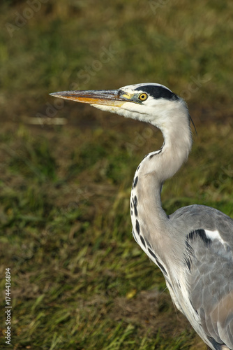 a beautiful blue heron looking for food in its natural habitat in the grassland