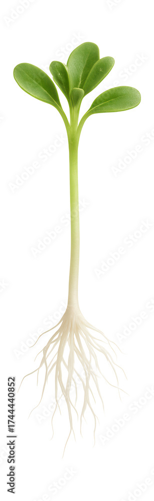 Fototapeta premium Alfalfa sprout with delicate white roots and tiny green leaves.