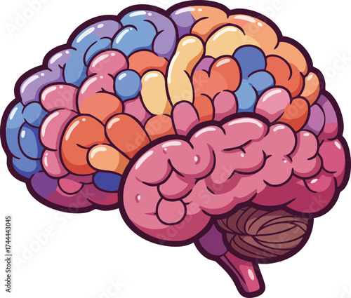 Human brain colorful anatomy illustration with pink purple orange and blue sections detailed vector graphic 